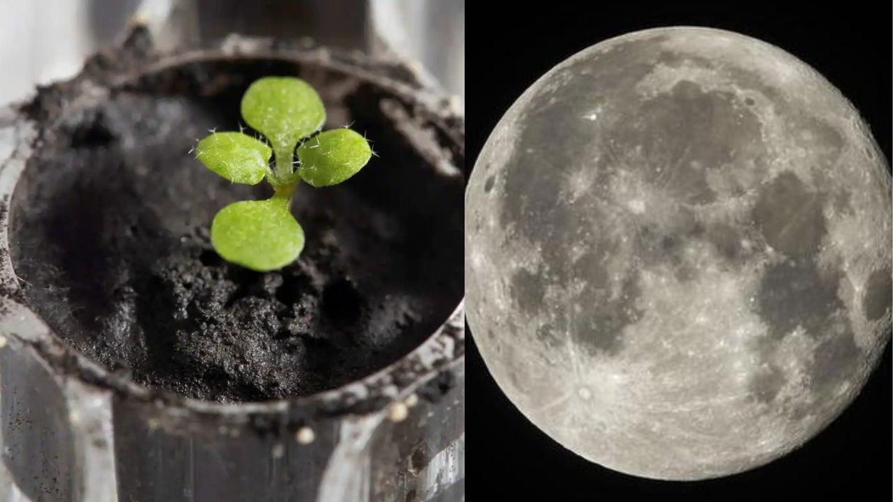 how scientists grew plants in moon soil