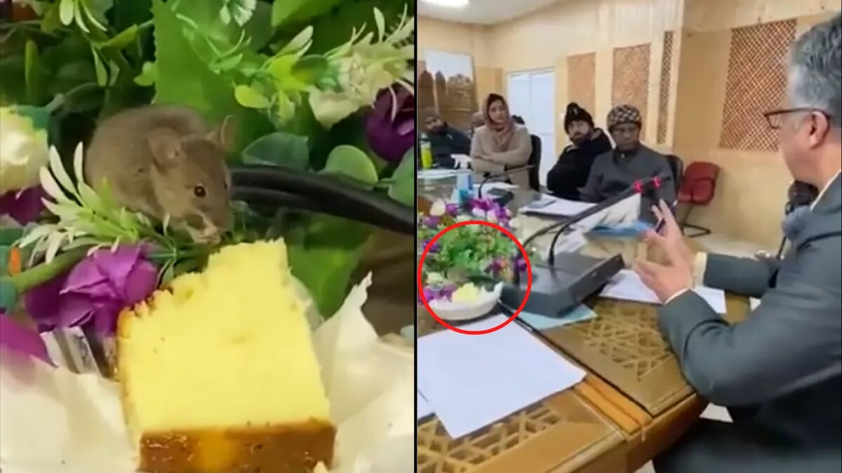 rat eat cake in meeting